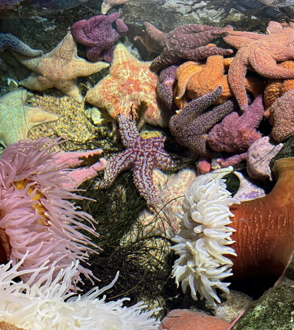 How to design real estate projects that support biodiversity while meeting urban density requirements?