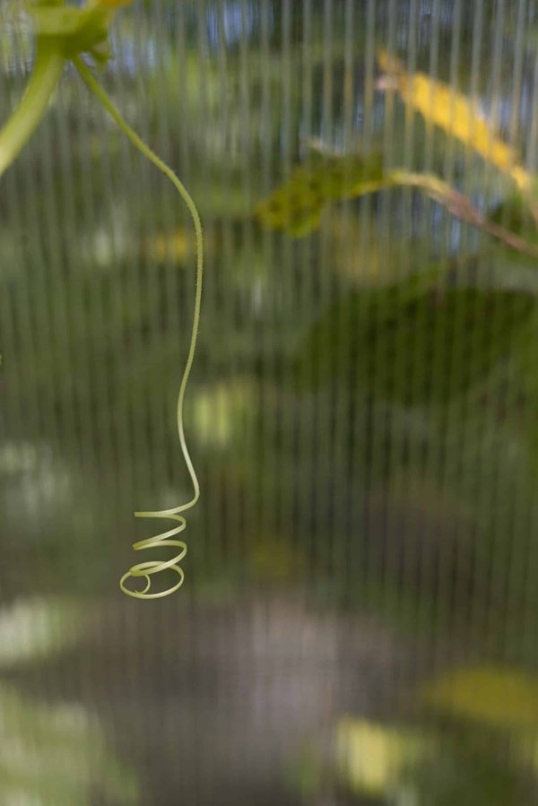 How to Safely Adapt Your Pet to Life in a High-Rise Apartment?